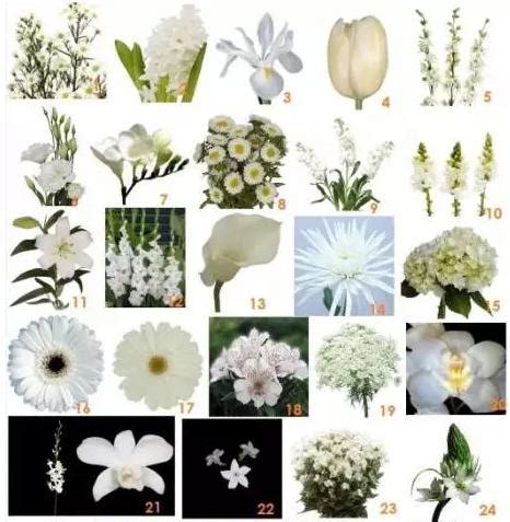 白色有幾種 雀花
